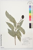 藏品(美女芒、羹大利)的圖片