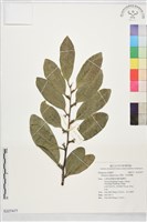 藏品(黑柿、美洲黑檀)的圖片