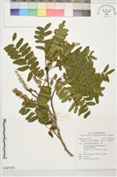 藏品(臺灣皂莢，雞角公，華南皂莢)的圖片