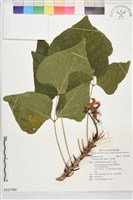 藏品(火炬刺桐)的圖片