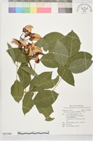 藏品(雞冠刺桐、海紅豆)的圖片