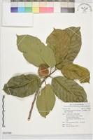 藏品(猴面果、野波羅蜜、拉哥加樹、勒苦哈樹)的圖片