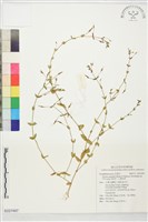 藏品(定經草、心葉母草)的圖片