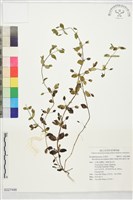 藏品(黃花過長沙舅)的圖片