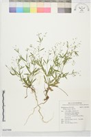 藏品(粟米草)的圖片