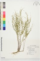 藏品(圓錐花遠志)的圖片