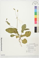 藏品(粉黃纓絨花)的圖片