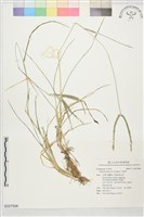 藏品(牛筋草)的圖片