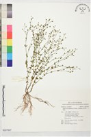 藏品(地耳草、小還魂)的圖片