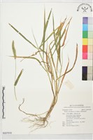 藏品(倒刺狗尾草)的圖片