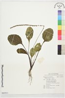 藏品(車前草)的圖片