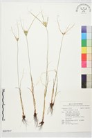 藏品(黃土香)的圖片