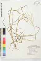 藏品(升馬唐)的圖片