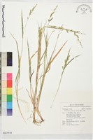 藏品(芒稷、芒稗)的圖片