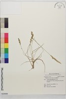 藏品(尼氏畫眉草)的圖片