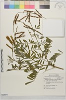 藏品(黃花鐵富豆)的圖片