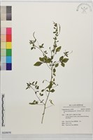 藏品(平伏莖白花菜、成功白花菜)的圖片