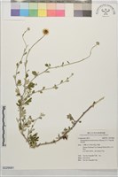 藏品(蓬萊油菊)的圖片