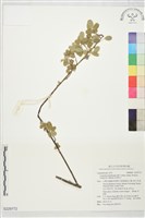 藏品(毛胡枝子)的圖片