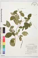 藏品(變葉山螞蝗)的圖片