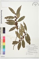 藏品(軟毛柿)的圖片