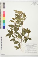 藏品(飛龍掌血)的圖片