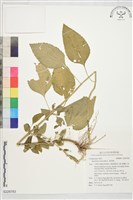 藏品(霍香薊)的圖片