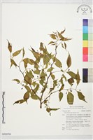 藏品(石朴)的圖片