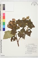 藏品(木芙蓉)的圖片