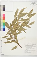 藏品(香桂)的圖片