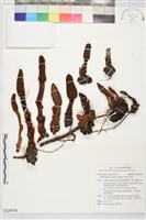 藏品(海桐生蛇菰)的圖片