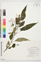 藏品(金石榴、俄氏布勒德木)的圖片