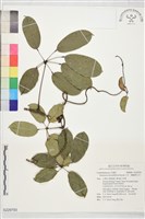 藏品(石月、橢圓葉石月)的圖片