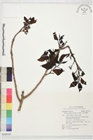 藏品(長花厚殼樹)的圖片