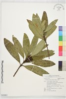 藏品(大頭茶)的圖片