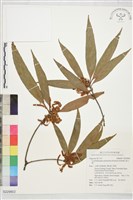 藏品(捲斗櫟)的圖片
