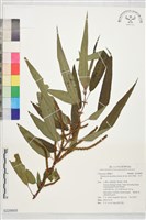 藏品(密花苧麻、木苧麻)的圖片