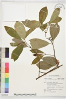 藏品(福木、山桔子、恆春福木)的圖片