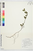 藏品(紫金牛)的圖片