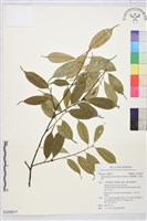 藏品(墨點櫻桃、黑星櫻)的圖片