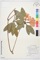 藏品(西施花)的圖片