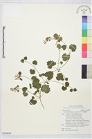 藏品(鈴木草、假馬蹄草)的圖片