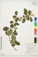 藏品(烏皮九芎、奮起湖野茉莉)的圖片