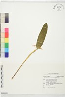 藏品(鬚唇暫花蘭)的圖片