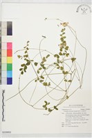 藏品(能高大山紫雲英)的圖片