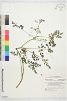 藏品(彎果黃菫)的圖片