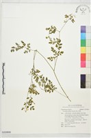 藏品(黃菫)的圖片