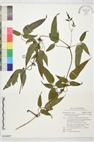 藏品(森氏鐵線蓮)的圖片