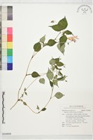 藏品(紫花鳳仙花)的圖片