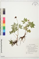 藏品(多果雞爪草)的圖片